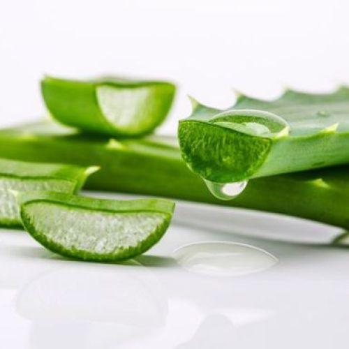 CHIẾT XUẤT LÔ HỘI TRONG LÀM ĐẸP VÀ CHĂM SÓC DA 