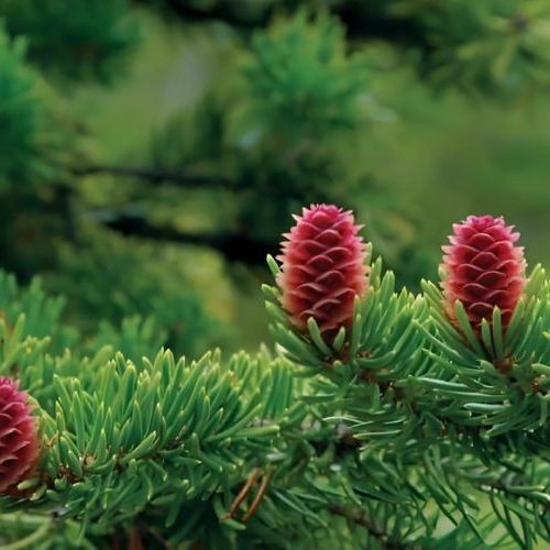 CHIẾT XUẤT THÔNG ĐỎ NGUYÊN LIỆU MỸ PHẨM QUÝ HIẾM
