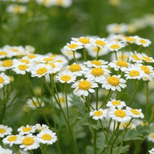 GIẢI MÃ CÔNG DỤNG CỦA CHIẾT XUẤT CÚC LA MÃ  ĐỐI VỚI LÀN DA