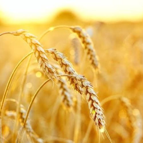 CÔNG DỤNG CỦA CHIẾT XUẤT LÚA MÌ TRONG LÀM ĐẸP
