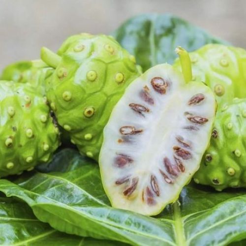 TÌM HIỂU VỀ CÔNG DỤNG QUẢ NHÀU ĐỐI VỚI SỨC KHỎE