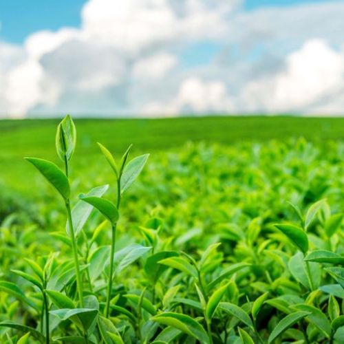 CÔNG DỤNG CỦA CHIẾT XUẤT TRÀ XANH VỚI LÀN DA