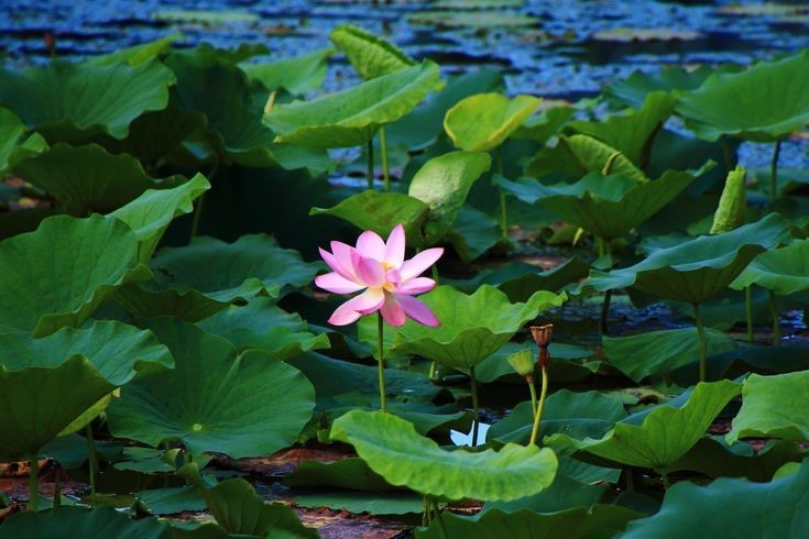 chiet xuat la sen